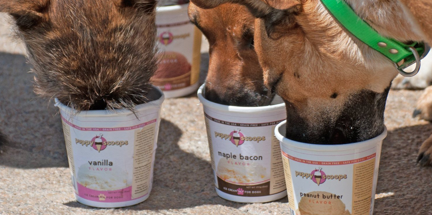 16 Best Dog Treats for Puppies to Senior Dogs Healthy Dog Treats for