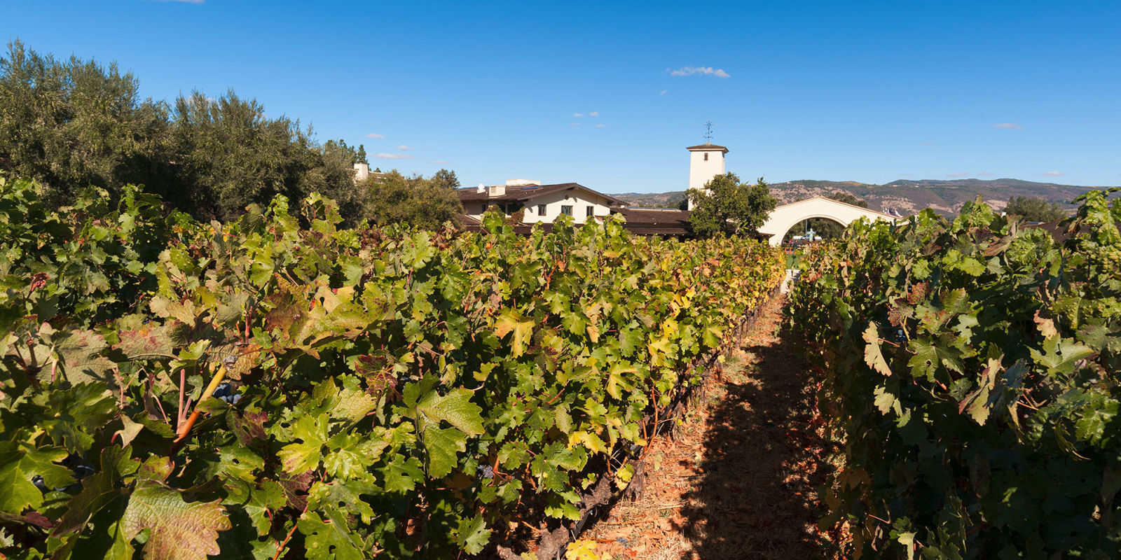Best Napa Vineyards To Tour Best Napa Vineyards To Tour