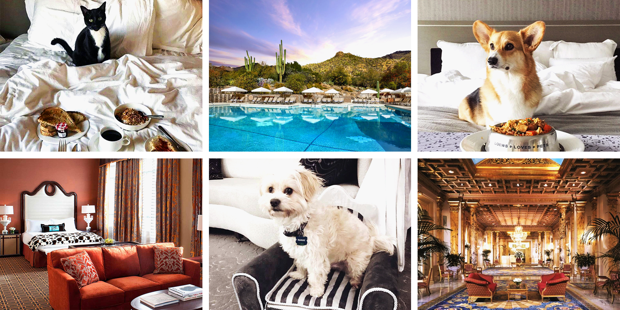 9 Best Pet Friendly Hotels for 2018 Dog Friendly in Upscale Hotels