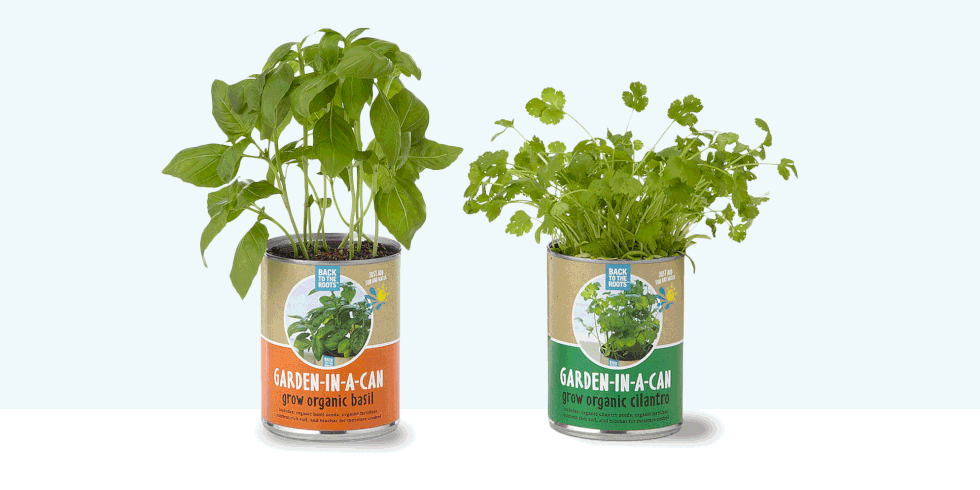 Herb Garden Indoor 10 best indoor herb gardens in 2017 - indoor gardens for growing herbs Herb Garden Indoor 10 best indoor herb gardens in 2017 - indoor gardens for growing herbs