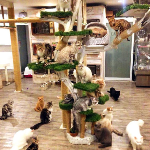 Location: Bangkok, Thailand
An adorable place with whimsical decorations all over, Caturday is one of the most lively cat cafés you can find. The place has about 40 cats in the café (20 out roaming at a time), and they all love attention. The café also has a big menu to choose from, but one item that's a must is the rainbow crepe cake — it's almost as cute as the cats!
More: 16 Cat Toys That Are Sure to Excite Your Feline
