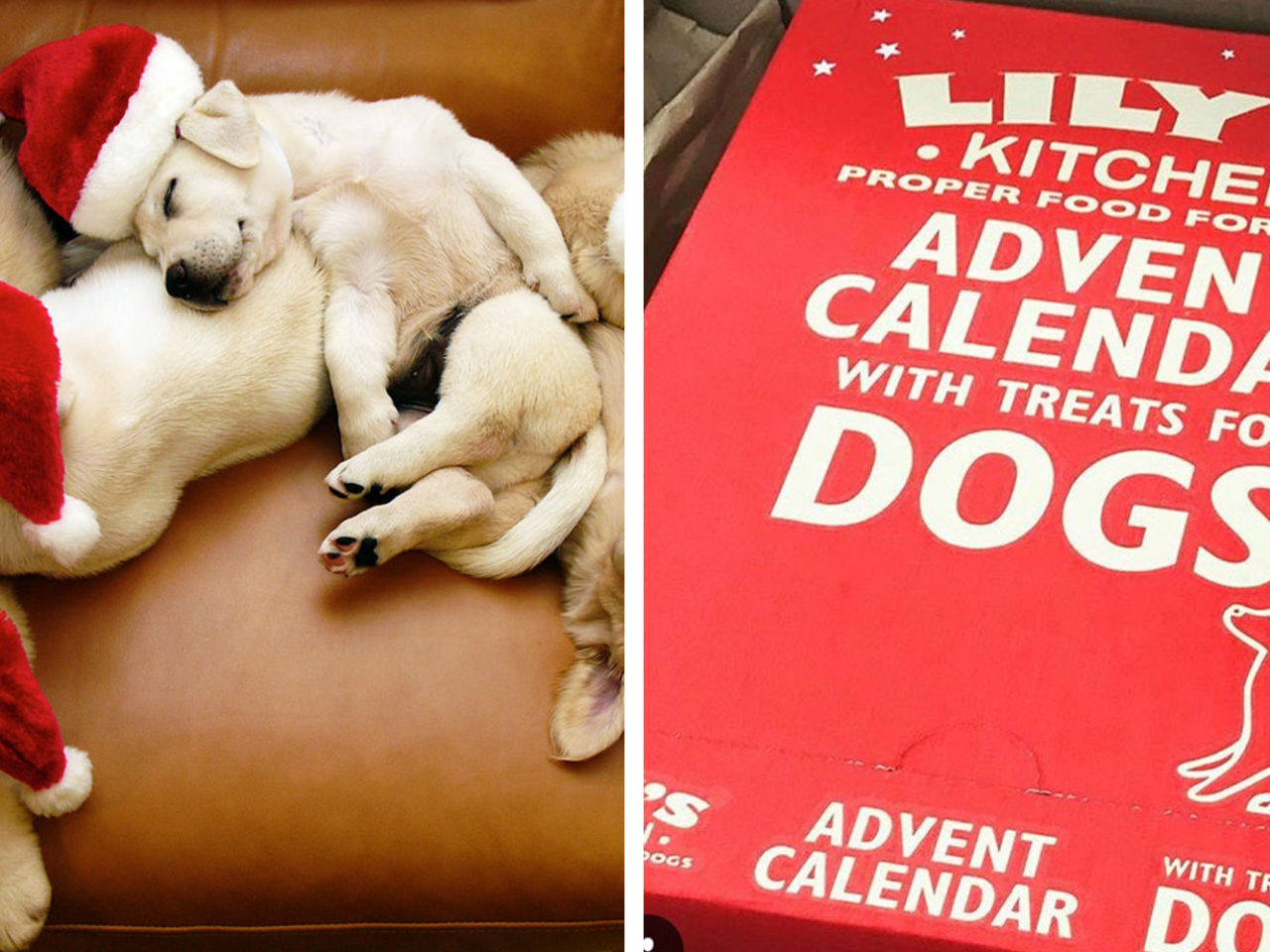 New Christmas Advent Calendar Available for Cats and Dogs — A Holiday  Advent Calendar for Your Pets Has Arrived in 2018