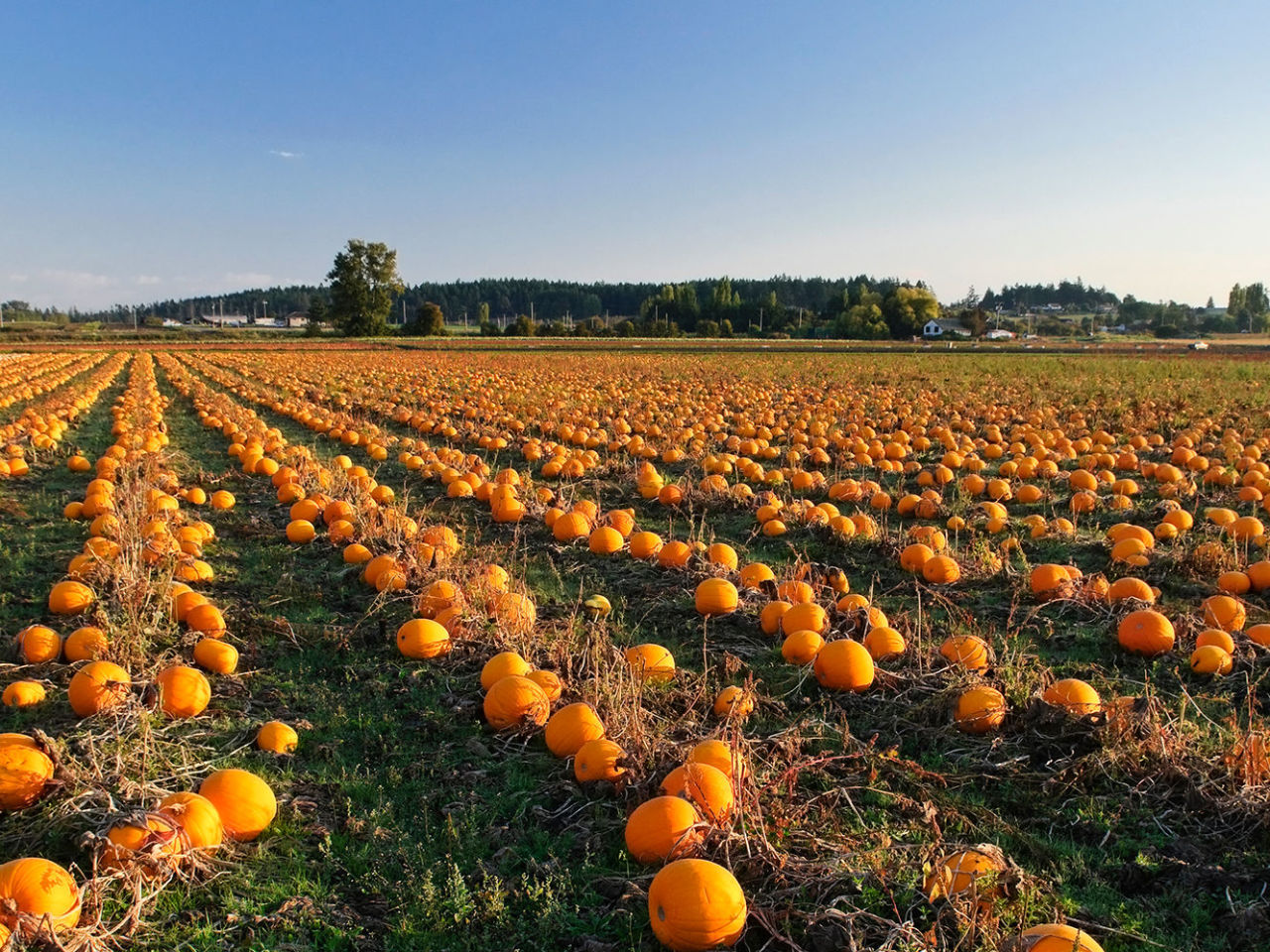 Pumpkin Patch Tim’s Pumpkin Patch 2023 | Marietta New York